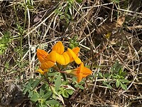 IMG_4383