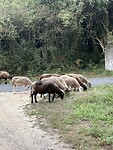 IMG_4552