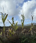 IMG_5387