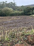 IMG_5365