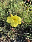 IMG_5453