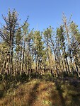 IMG_5447