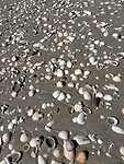 IMG_5568