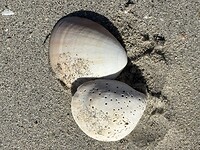 IMG_5570