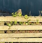 IMG_5629