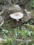 IMG_5694