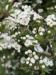 IMG_9106