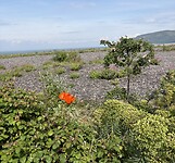 IMG_9150