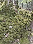 IMG_9228