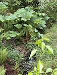 IMG_9205