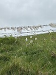 IMG_9387