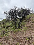 IMG_9390