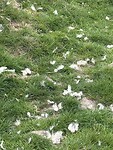 IMG_9386