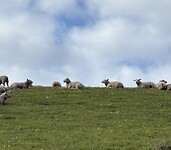 IMG_9597