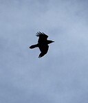 IMG_9968