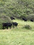IMG_0135