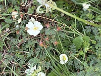 IMG_0243