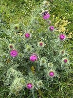 IMG_0470