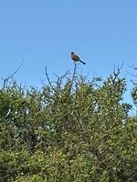 IMG_0449