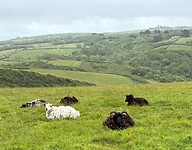 IMG_0434
