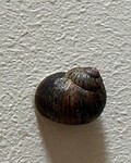 IMG_0564