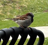 IMG_0550
