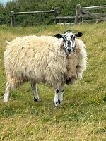 IMG_0533