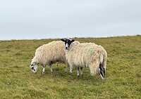 IMG_0532