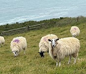 IMG_0535