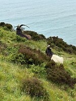 IMG_0520