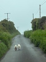 IMG_0498
