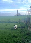 Varkens in de wei
