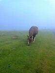 Paard
