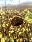 Zonnebloem uitgebloeid