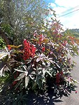 IMG_4342