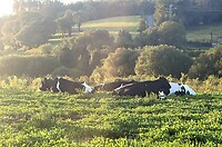 IMG_4540