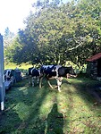 IMG_4593