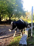 IMG_4594