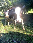 IMG_4597