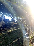 IMG_4598