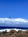 IMG_4781
