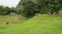 huidige bewoners van Machu Picchu