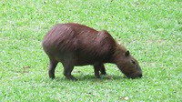 capibara-mama