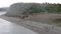 pinguineiland