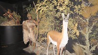 er werd gejaagd op guanaco's