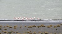 flamingo's