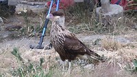 Carancho of ook wel een Caracara