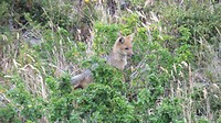babyvosjes (5 in totaal)
