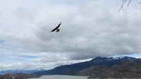 roofvogel