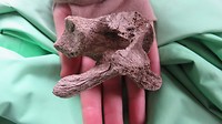 wervel van waarschijnlijk een guanaco (soort lama)